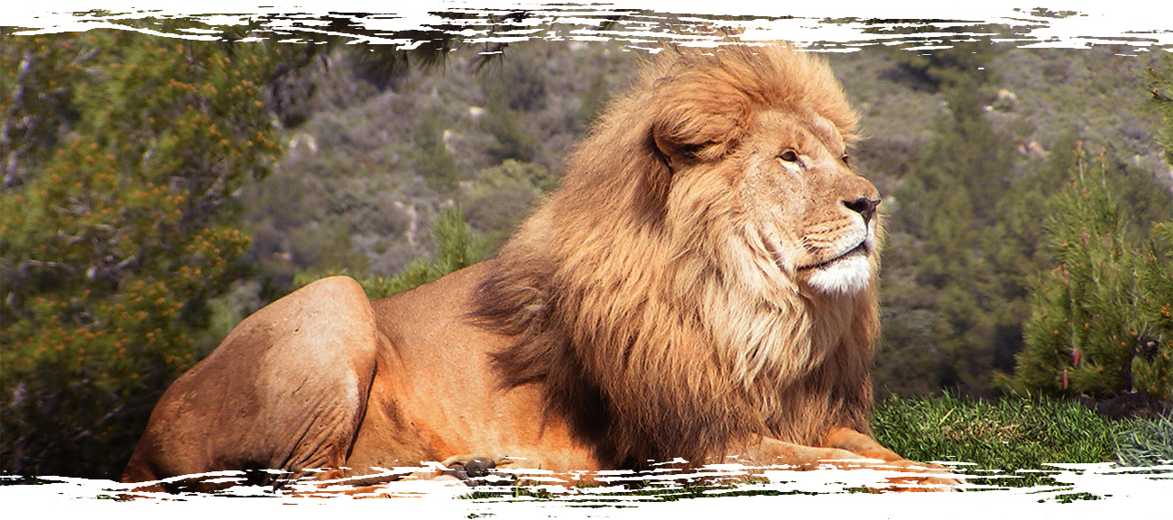 Sigean - Lion